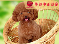 西宁狗做动物亲子鉴定
