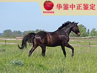西宁马做动物亲子鉴定