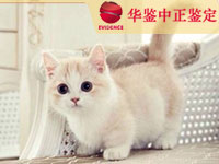 西宁猫做动物亲子鉴定