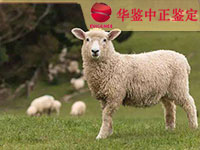 西宁羊做动物亲子鉴定