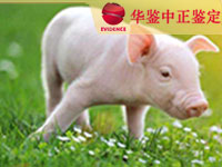 西宁猪做动物亲子鉴定